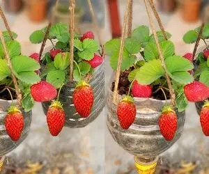ایده های خلاقانه؛ باغچه کف حیاط نداری تو بطری های پلاستیکی توت فرنگی بکار محشر میشه