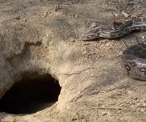 دیدنی های حیات وحش؛ پیتون بزرگ اینقدر کلفته که میخواد بره تو سوراخ می ترسه گیر کنه