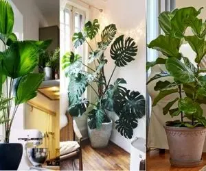 بهترین ترفند رشد سریع گیاهان آپارتمانی / برا استخون ترکوندن گلت قرص ال دی بده بهش