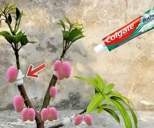 کشاورزی بدیع؛ برای اینکه انبه دوپینگ کنه با خمیر دندون سرش رو شیره میمالن ته ابتکار