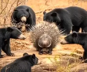 حیات وحش مصنوعی/تیغ زهر آلود جوجه تیغی ،خرس های وحشی رو آبکش کرد