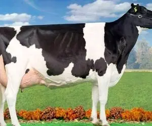 فرآوری گاو؛ گاوی که بهش میگن سوپر هلشتیان در روز 75 کیلو شیردهی داره نمیتونه راه بره