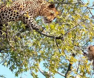 بدایع حیات وحش؛ پلنگ برای میمون حکم توپ پینگ پنگ داره