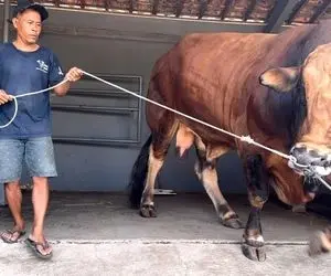 گاو های طغیانگر؛ گاوهای غول پیکر وقتی عصبی و حرصی میشن کسی جرات نمیکنه افسارشون بگیره