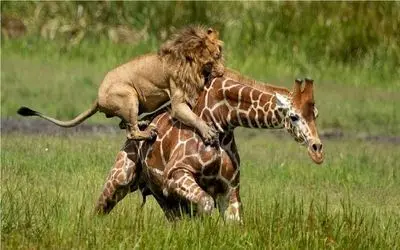 نبرد حیات وحش/ بچه شیر ها به پرو پای زرافه میپیچند/از گردن زرافه مثل نردبون میرن بالا