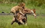 نبرد حیات وحش/ بچه شیر ها به پرو پای زرافه میپیچند/از گردن زرافه مثل نردبون میرن بالا