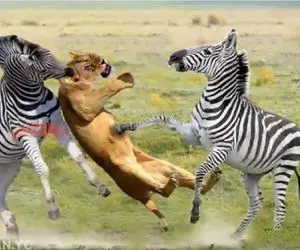 مستند حیات وحش؛ گورخر بلاخره میفهمه بهترین دفاع حمله اس