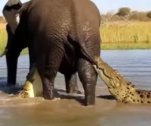 مستند حیات وحش؛ فیل هنوز از زایمان فارغ نشده بود که کروکودیل ها اومدن سراغش