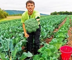 کشاورزی نوین؛ چند 1000 تن کلم بروکلی رو تو 60 دقیقه با ماشین های مخصوص آبیاری می کنند