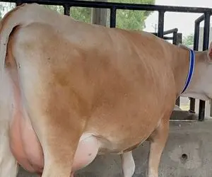 فرآوری گاو؛ نیومدن شیر این گاو رو بدوشن قهر کرد وسط طویله نشسته و جُم نمیخوره