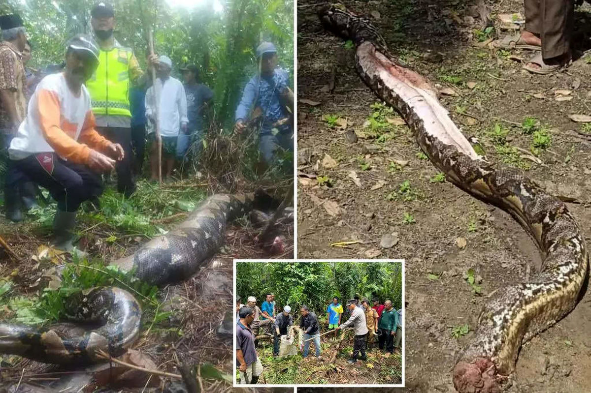 woman-found-in-pythons-stomach-shocker-from-indonesias-jambi-province