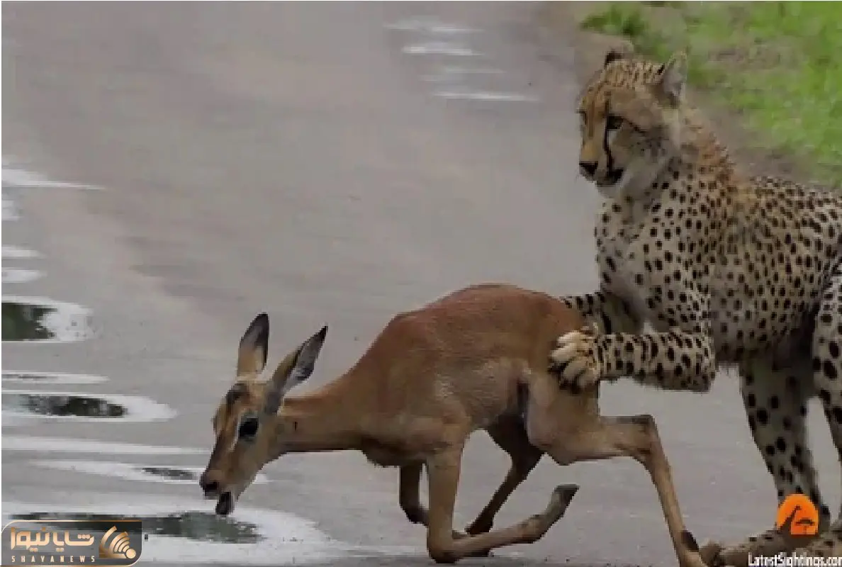 مستند حیات وحش؛ یوزپلنگ با 120 تا سرعت زد به عقب آهو خونش ریخت کف آسفالت