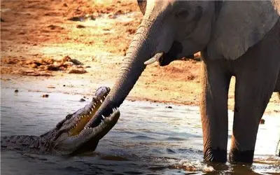 نبرد حیات وحش/باورت میشه فیل ها بتونند با تمساح مقابله کنند/مادر فیل به نجات بچش میاد