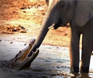 نبرد حیات وحش/باورت میشه فیل ها بتونند با تمساح مقابله کنند/مادر فیل به نجات بچش میاد