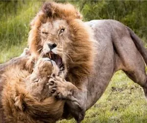 نبرد حیات وحش/ شیر یکجا و درسته یک لاک پشت رو میبلعه