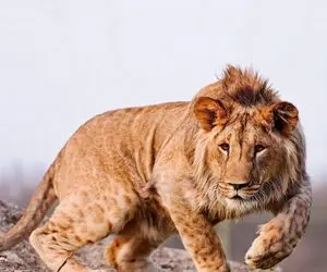 راز بقا؛ از پیوند شیر ماده و پلنگ نر چنین غولی خلق می‌شود که پادشاهِ پادشاهانه