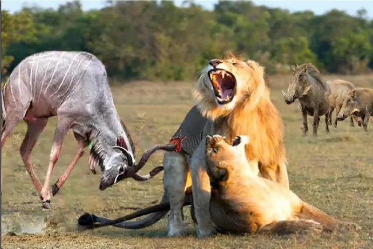 مستند حیات وحش/گوزن شاخدار با شاخش میره تو شکم شیرها همه چی رو پودر میکنه