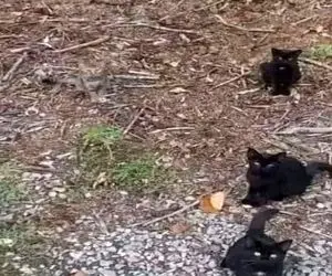 بازی فکری؛ اگه بیناییت مشکلی نداشته باشه تو نگاه اول گربه چهارم رو پیدا می کنی