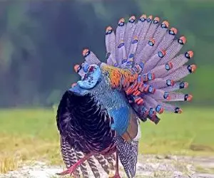 کارخانه حیوانات؛ مهندسی ژنتیک بوقلمون و طاووس برای صادرات