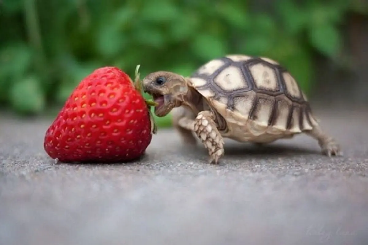 Baby-Tortoise