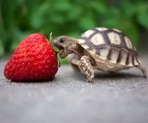 نگاهی به بچه های تازه متولد شده برخی از حیوانات 