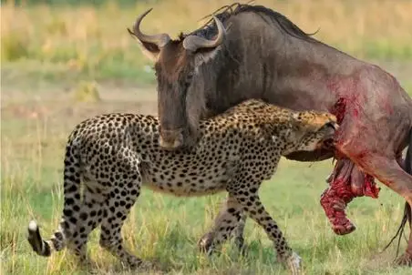 مستند حیات وحش/ استتار پلنگ برای بلع شکار/ هورتی اسب آبی رو میکنه تو شکمش