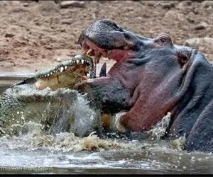 جذابیت حیات وحش؛ اسب آبی بدسگال شکم تمساحی که نوزادش بلعید پاره کرد نجاتش داد