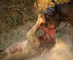 شاهکار حیات وحش؛ نبرد حماسی شیر و بوفالو وقتی هر دوتاشون دهن همدیگر رو جر میدن
