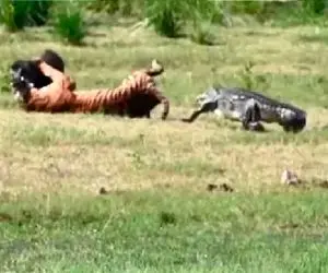 مستند حیات وحش؛ همدستی تمساح و گراز برای باخت ببر