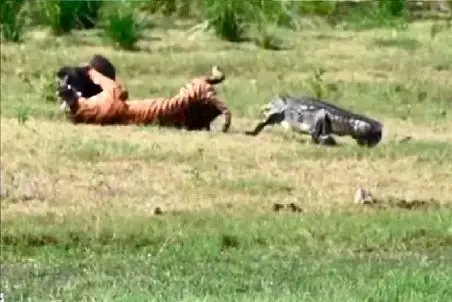 مستند حیات وحش؛ همدستی تمساح و گراز برای باخت ببر