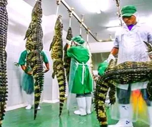 فرآوری گوشت کروکودیل؛ از تخم گذاری و پروار تا کشتار کمی خشن و خوروشتی کردن گوشت