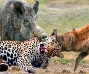 جذابیت حیات وحش؛ کفتار سفاک و گراز وحشی پلنگی که توله کفتار و بلعید شرحه شرحه کردن