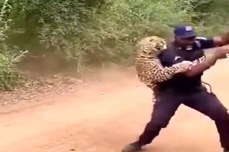 معماری طبیعت؛ پلنگ شوخی بردار نیست دک و دهن یارو رو صاف کرد