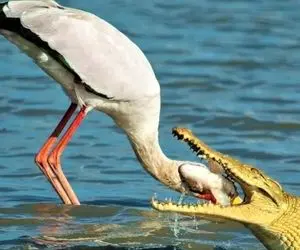 مستند حیات وحش؛ پرواز ارتفاع پایین پرنده سفید میون کروکودیل های گشنه