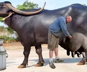 فرآوری گاو؛ گاوهایی که تو وجودشون جای خون شیر جریان داره و هرچی می دوشن تموم نمیشه