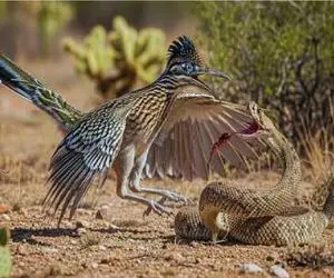 مستند حیات وحش؛ شر پیتون گردن همه را میگیرد