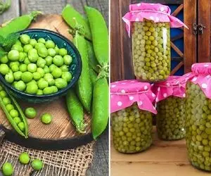 طرز تهیه کنسرو نخود فرنگی با تمام نکات / حفظ رنگ و طعم عالی کنسرو خونگی