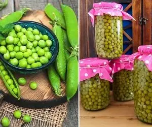 طرز تهیه کنسرو نخود فرنگی با تمام نکات / حفظ رنگ و طعم عالی کنسرو خونگی