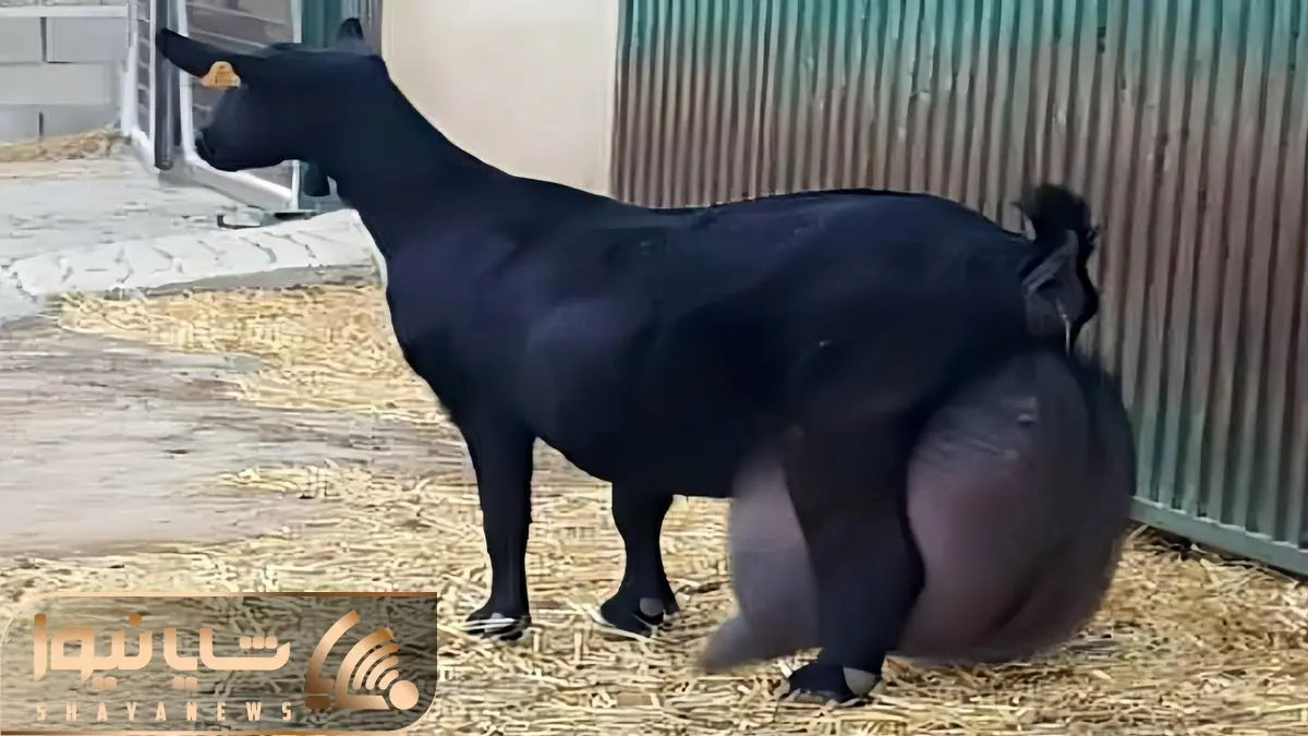 فرآوری بز؛ بزهای سیاه که 30 کیلو وزن دارن اما روزی نصف وزن شون شیر میدن