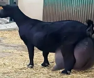 فرآوری بز؛ بزهای سیاه که 30 کیلو وزن دارن اما روزی نصف وزن شون شیر میدن