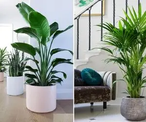 گیاه های آپارتمانی معروف که تو اینستا و خونه ی بلاگرا میبینی / اینا آخرته شیک بودنن