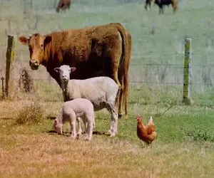 قیمت دام زنده امروز 4 بهمن 1404 + جدول