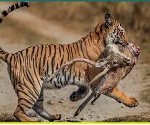 از جذابیت‌های حیات وحش؛ گوزن خام اومد به ببر حمله کنه ببر با دندوناش کلکشو کند