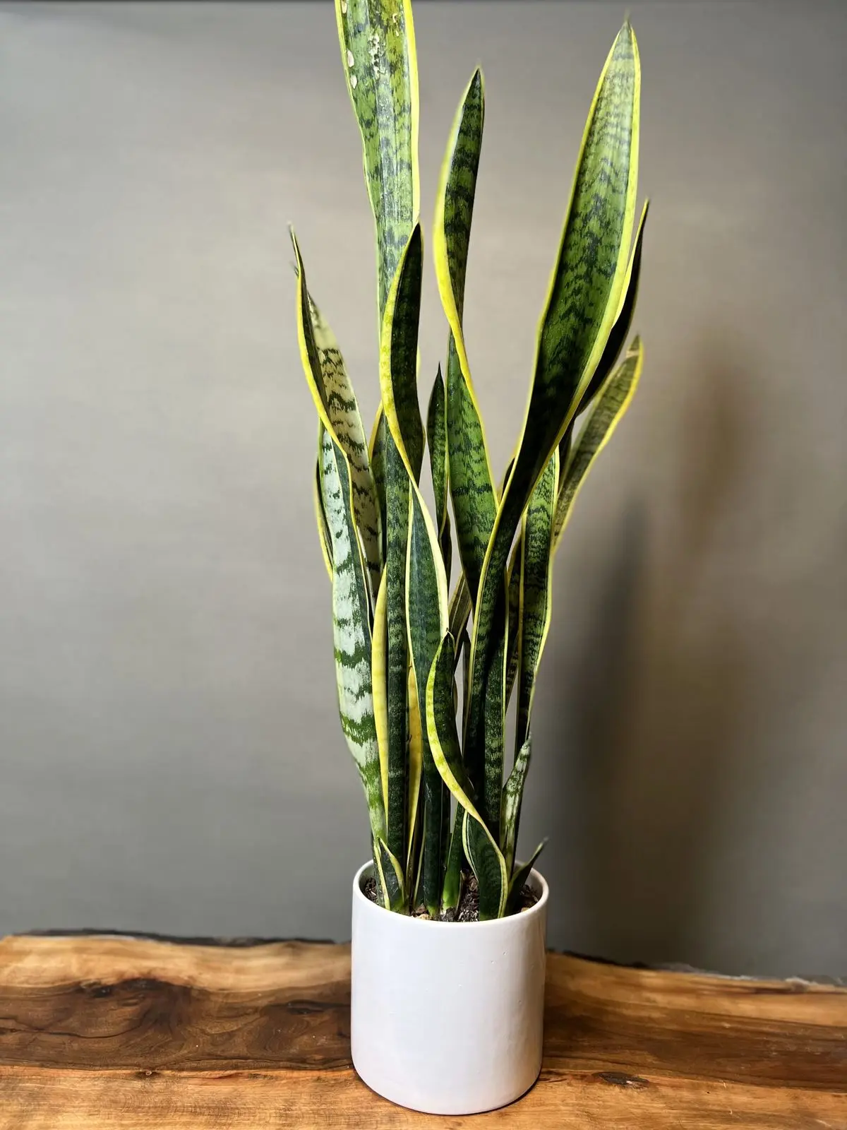 گیاهان آپارتمانی مقاوم