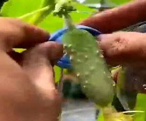 کشاورزی نوین؛ خیار رو بوته رو منزوی کردن اکوسیستمشو جدا کردن با بطری غمباد گرفت