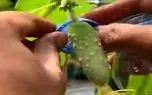 کشاورزی نوین؛ خیار رو بوته رو منزوی کردن اکوسیستمشو جدا کردن با بطری غمباد گرفت