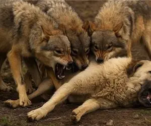 مستند حیات وحش / حمله انفجاری گرگ ها به سگ مفلوک تنها