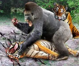 جذابیت حیات وحش؛ میمون بدسگال کنه پوزه ببر مفلوک درحال نشخوار بچه شو له کرد 