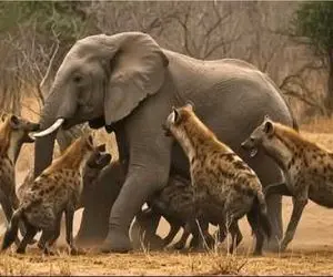 شاهکار حیات وحش؛ کفتارهای ددمنش پس از محاصره فیل عظیم بلعیدندش