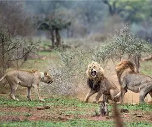 جنگ حیات وحش/ شیر تا آخرین توانش میجنگه و با بدن زخمی هم کوتاه نمیاد 
